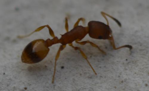 Temnothorax sp.